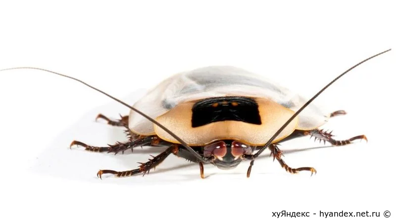 Дисковидный таракан (Blaberus discoidalis)