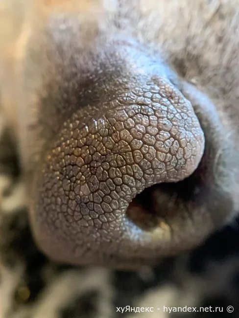 Текстура собачьего носа